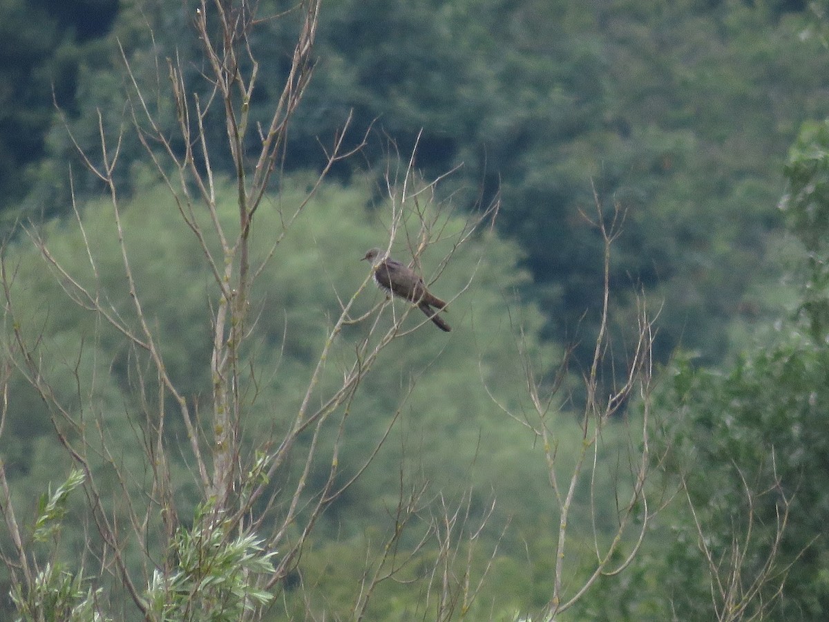 Common Cuckoo - ML619091255