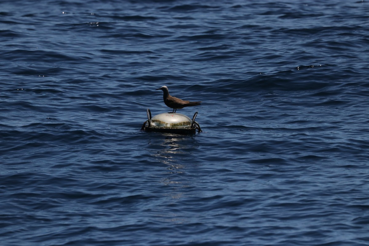 Brown Noddy - ML619091256