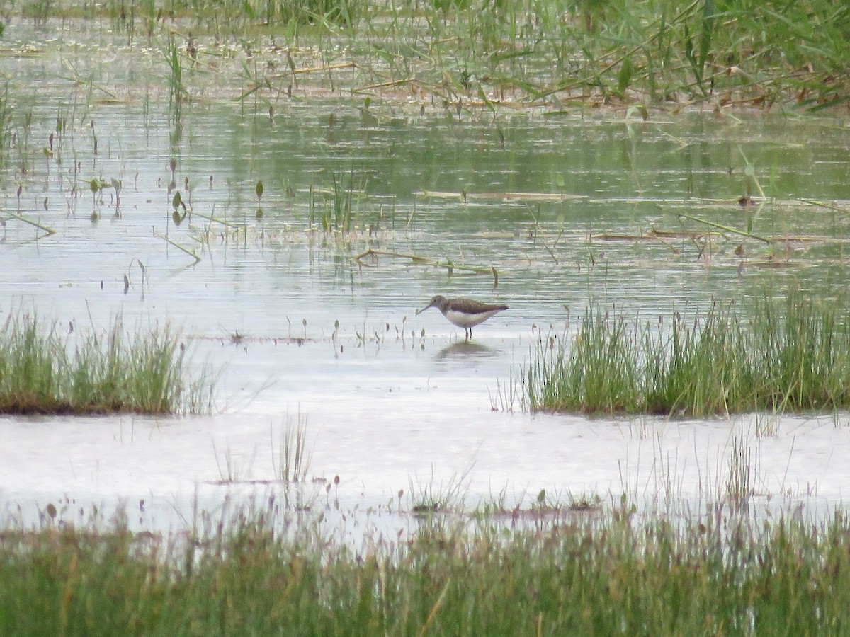 Green Sandpiper - ML619091259