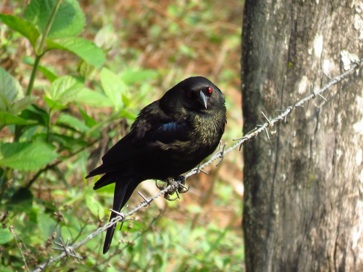 Bronzed Cowbird - Mayron McKewy Mejia