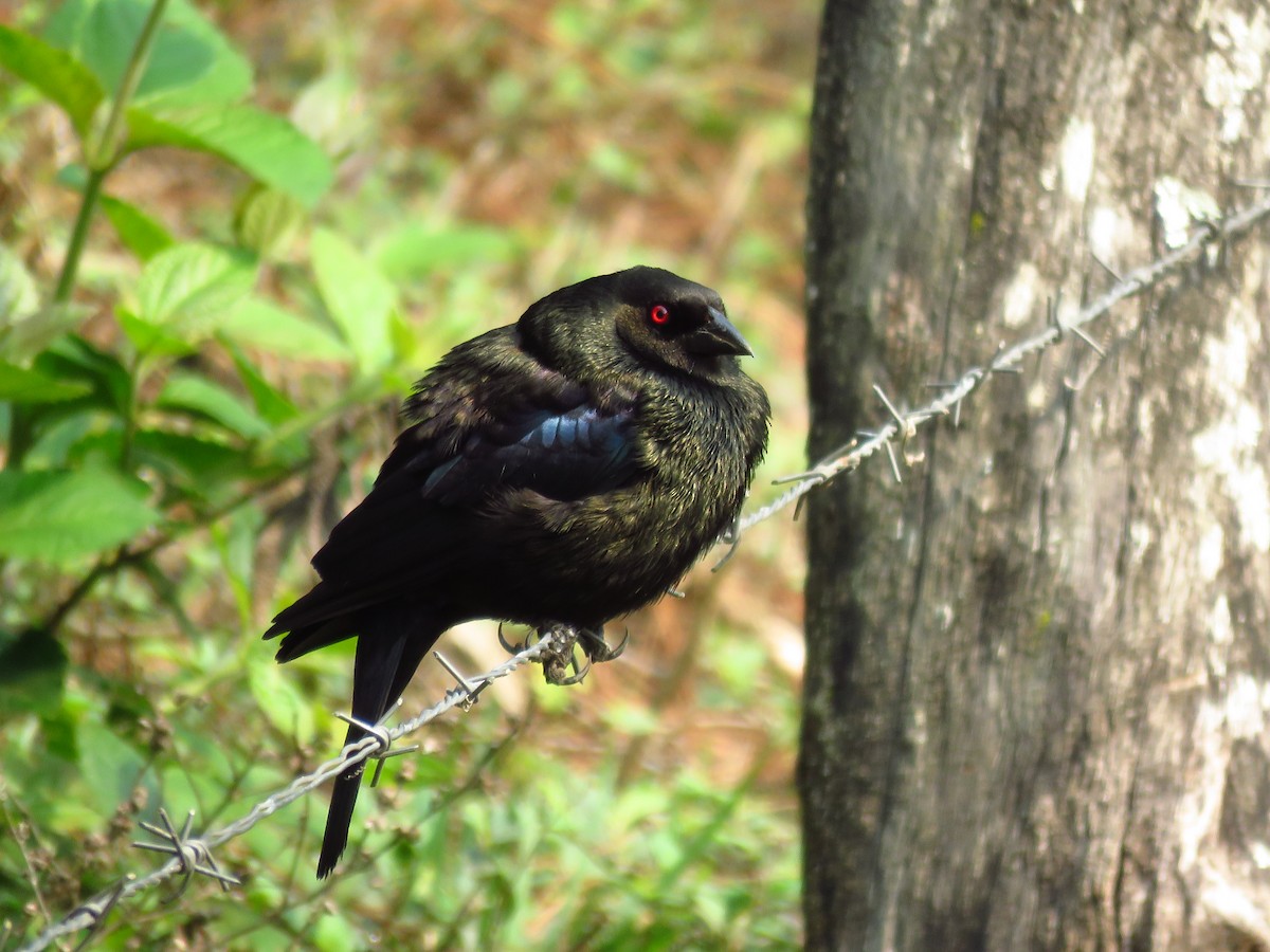 Bronzed Cowbird - ML619091266