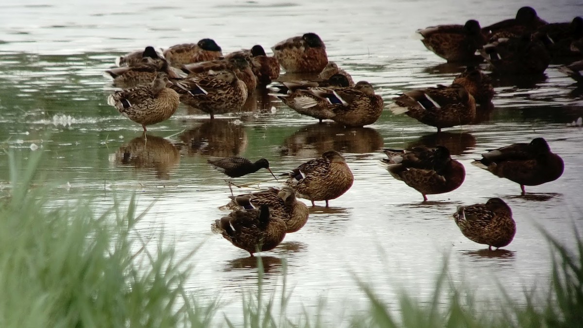 Spotted Redshank - ML619091276