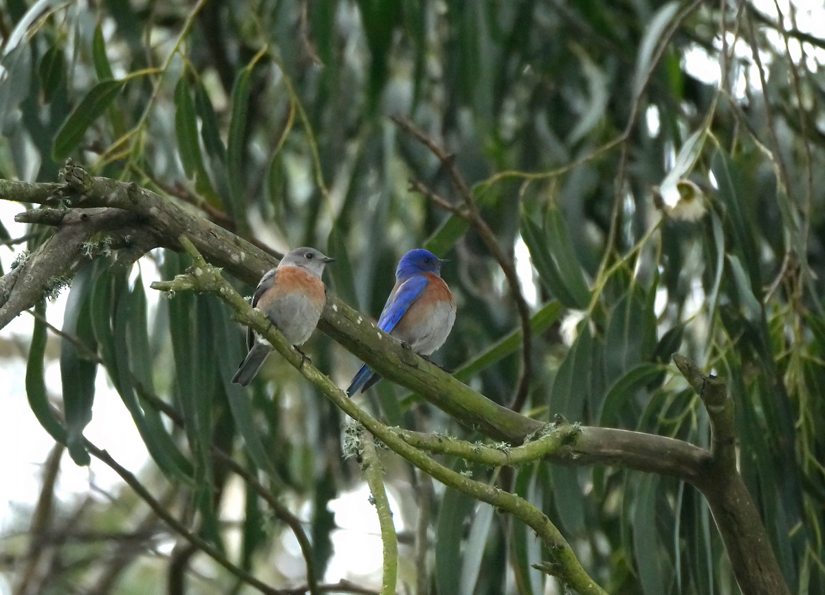 Western Bluebird - ML619091283