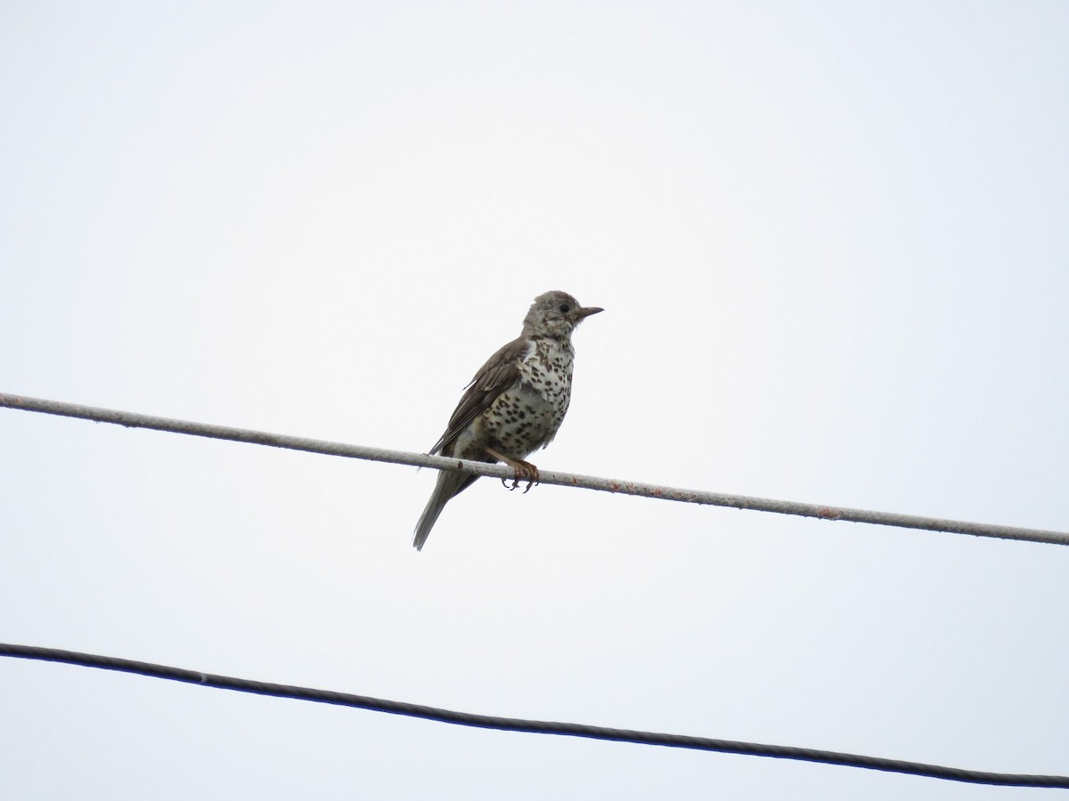 Mistle Thrush - ML619091295