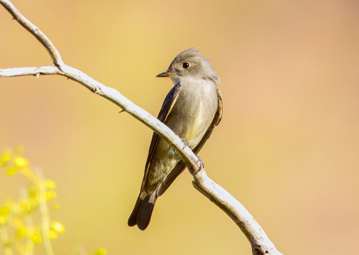 Western Wood-Pewee - Daniel Ward