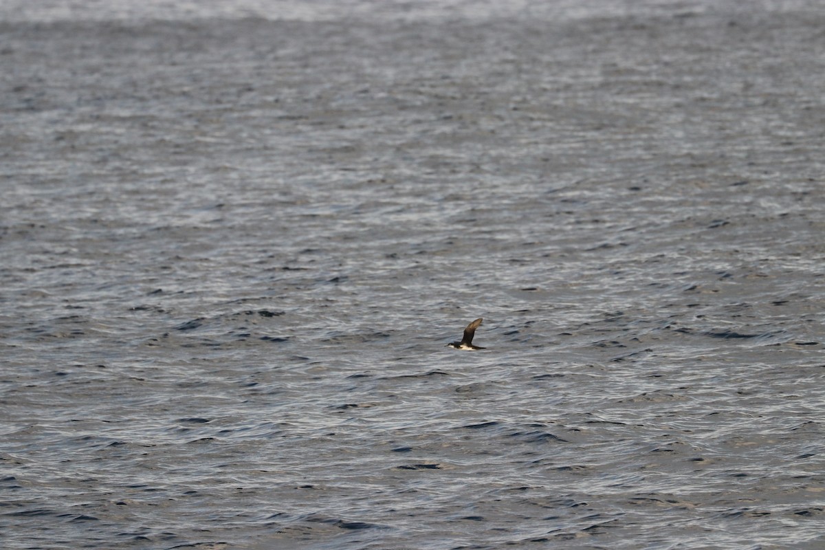 Sargasso Shearwater - ML619091336