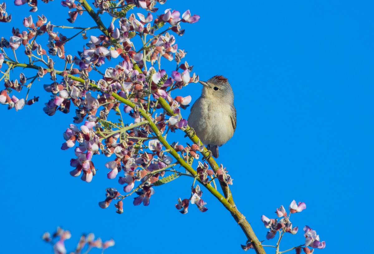 Lucy's Warbler - Daniel Ward