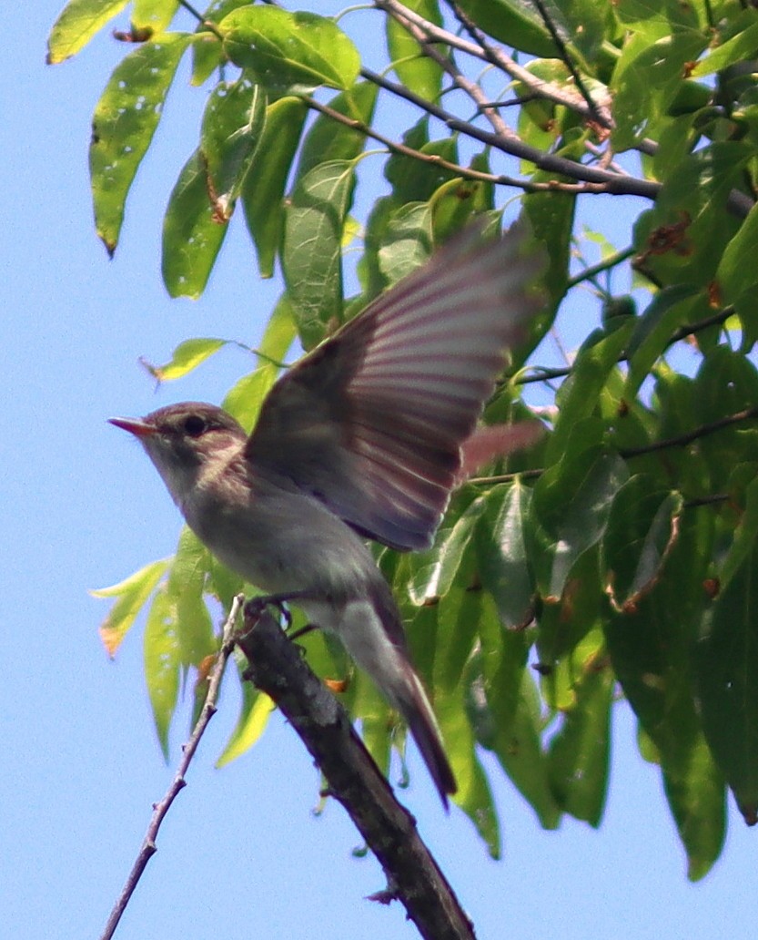 Eastern Wood-Pewee - Phillip Wallace