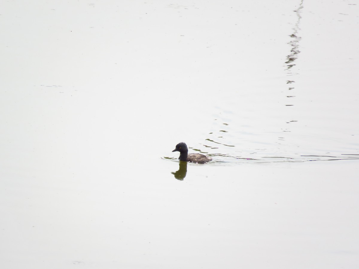 Least Grebe - ML619091353