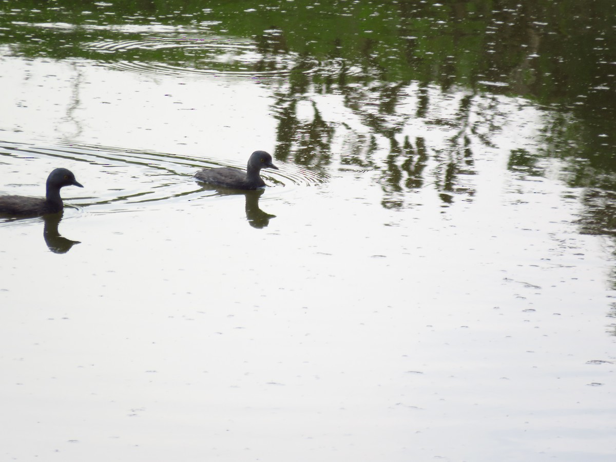 Least Grebe - Mayron McKewy Mejia