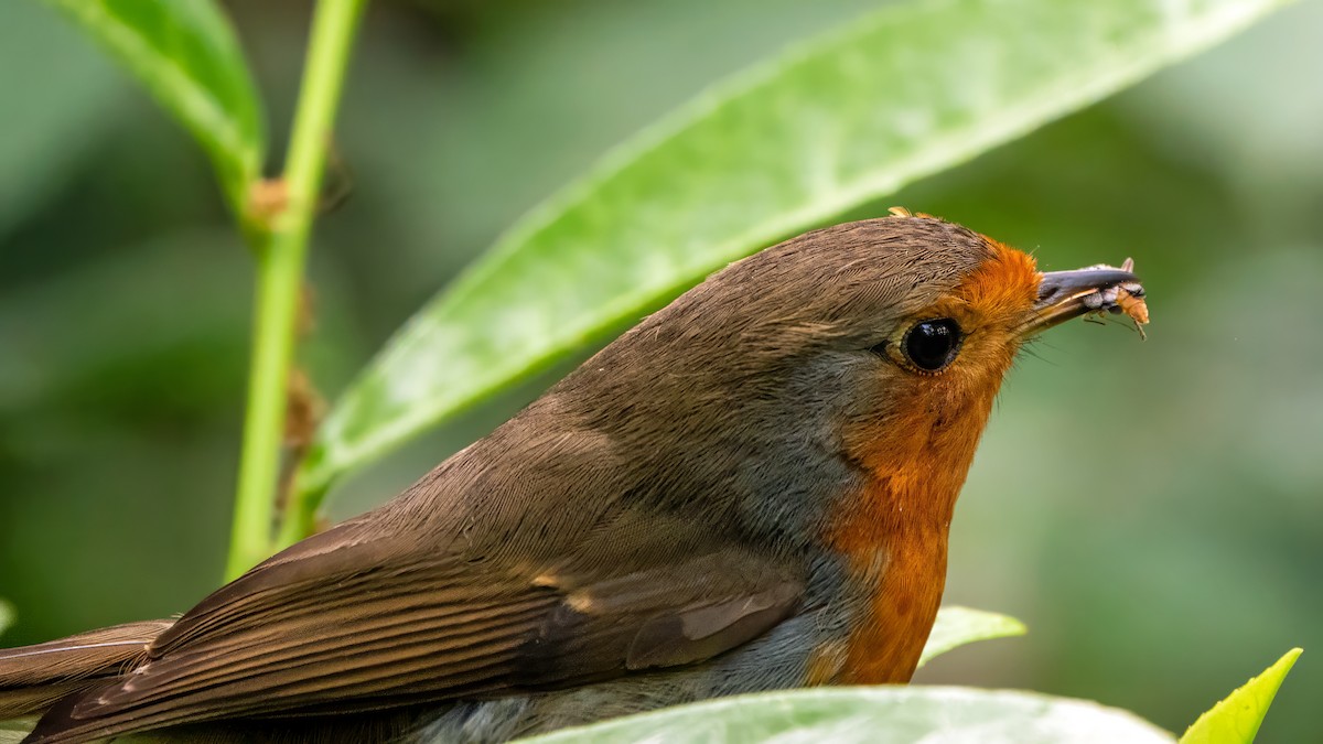 European Robin - ML619091373