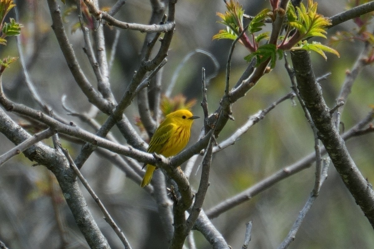 Yellow Warbler - Kathy Webb