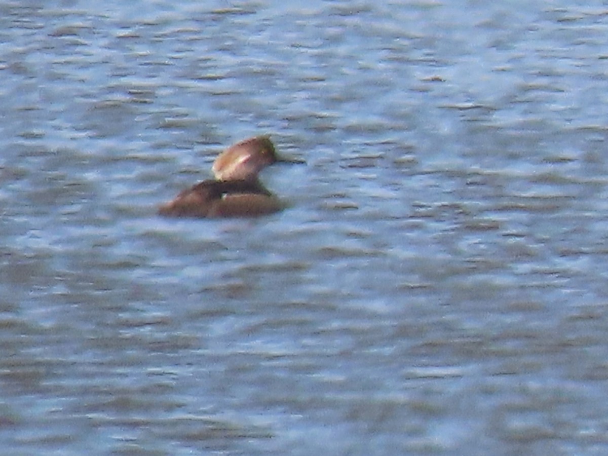 Hooded Merganser - Laurie Koepke