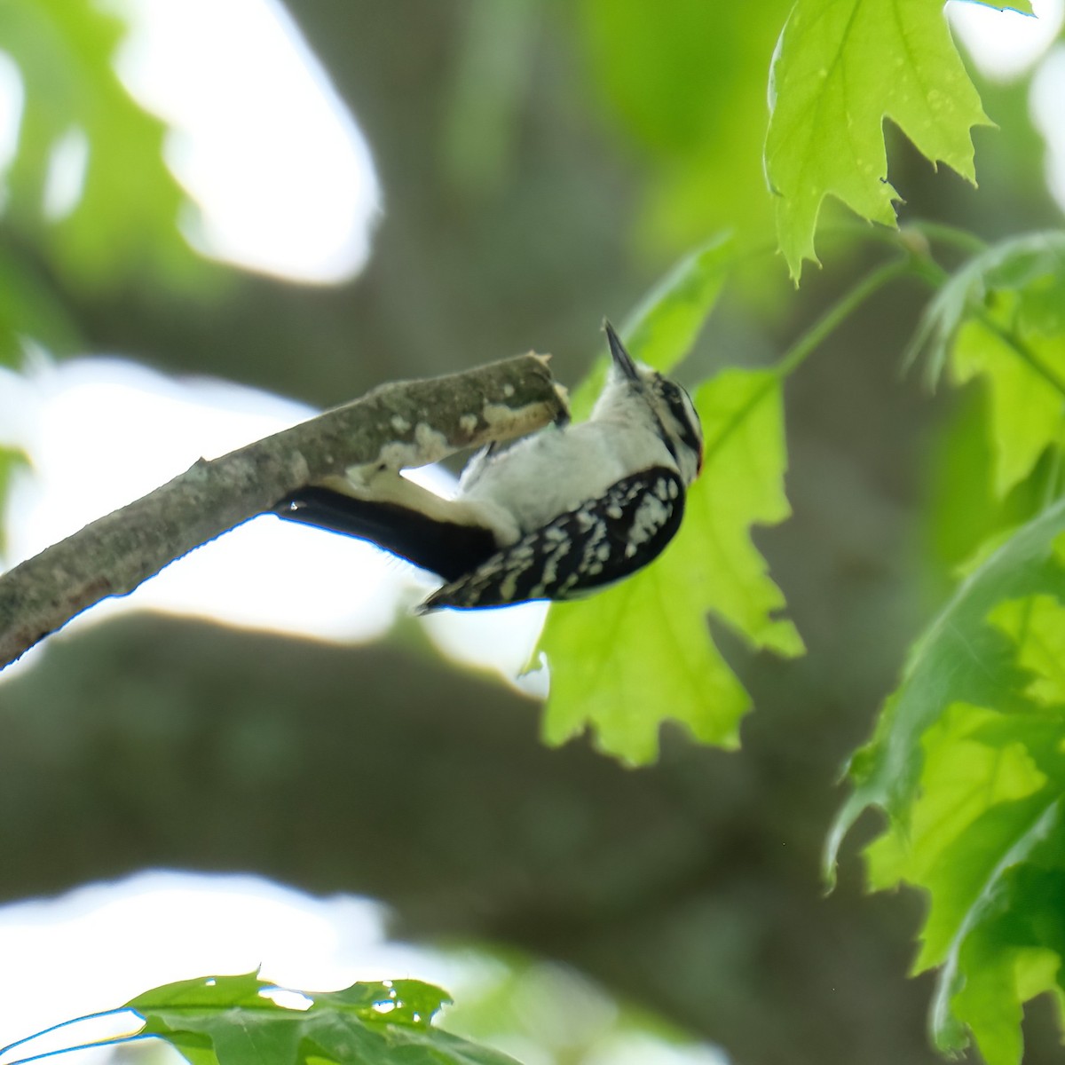 Hairy Woodpecker - ML619091378