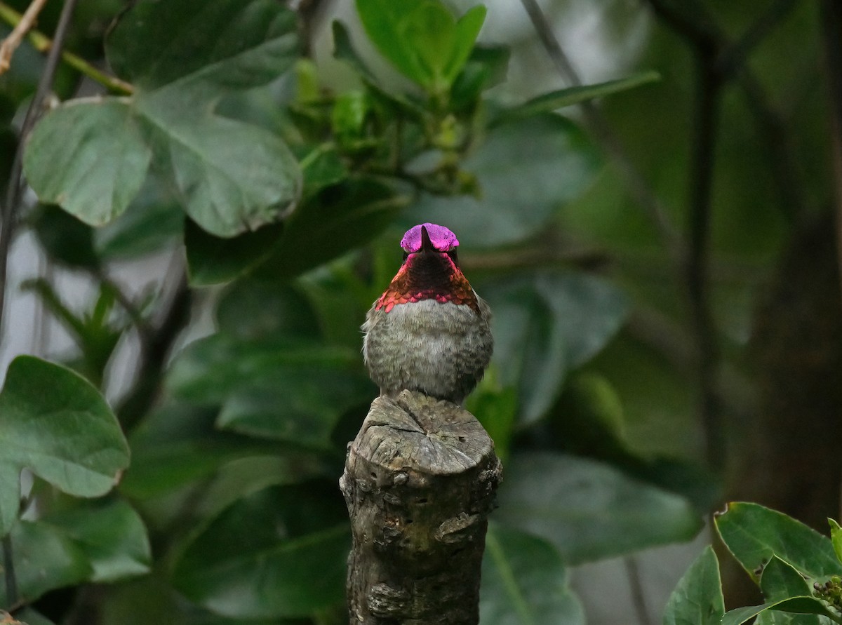 Anna's Hummingbird - Steve Young