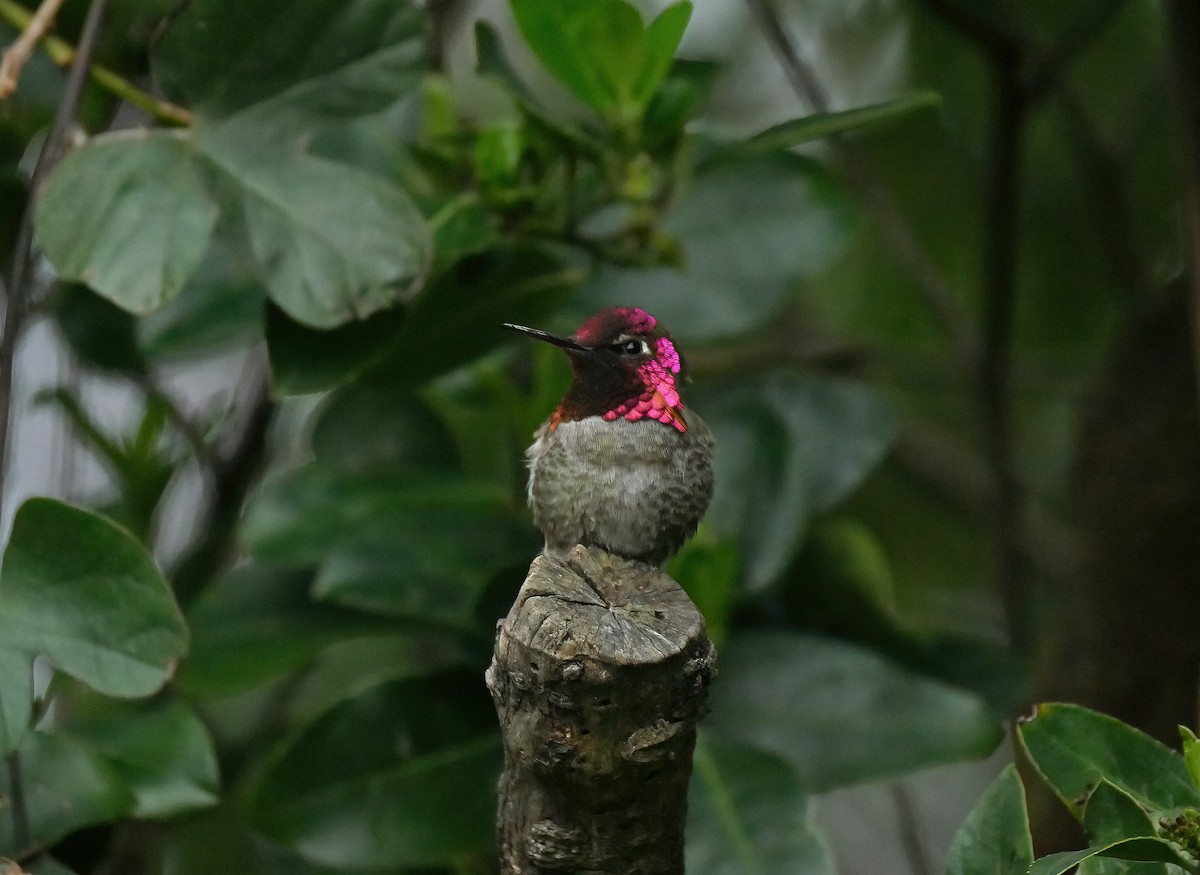 Anna's Hummingbird - Steve Young