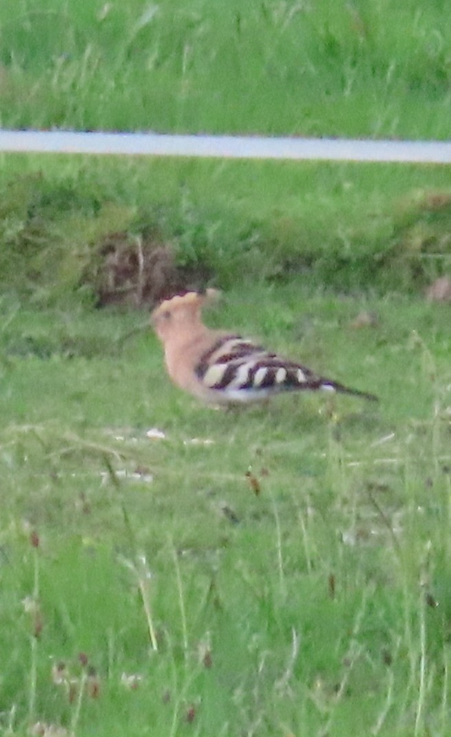 Eurasian Hoopoe - Paul Cole