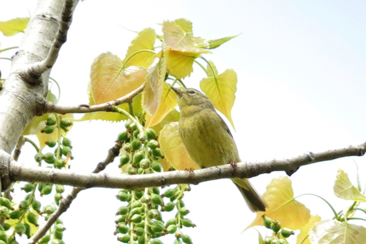 Orange-crowned Warbler - Louise Courtemanche 🦅