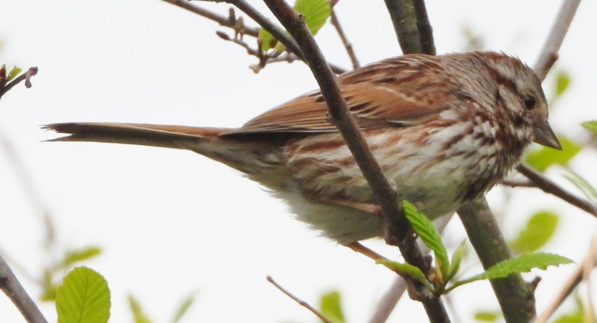 Song Sparrow - alan murray