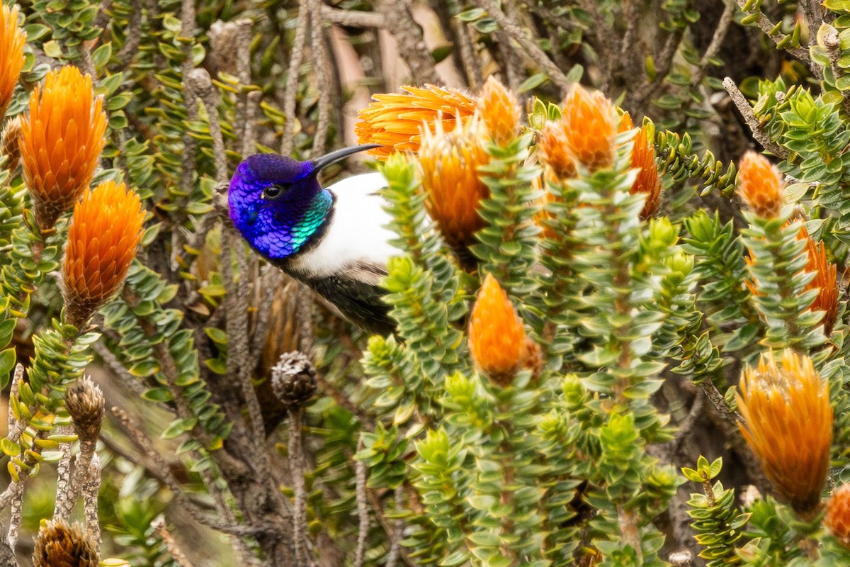 Colibrí del Chimborazo - ML619091462