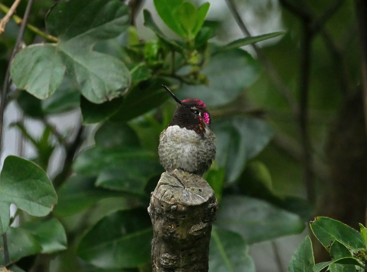 Anna's Hummingbird - Steve Young