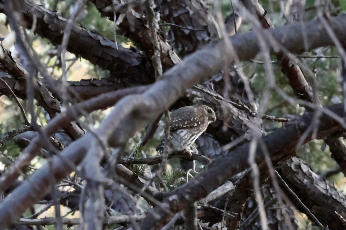 Northern Pygmy-Owl - aaron lehr