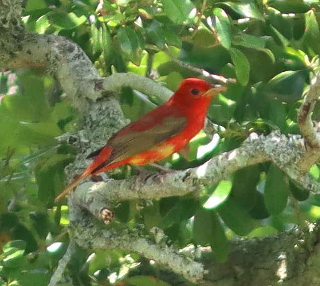 Summer Tanager - Phillip Wallace