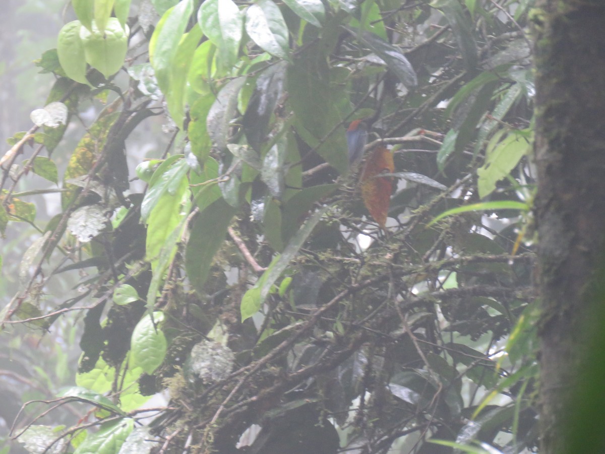 Flame-crowned Flowerpecker - Chris Boccia