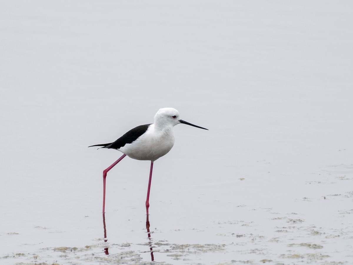 Black-winged Stilt - Rachael Kaiser