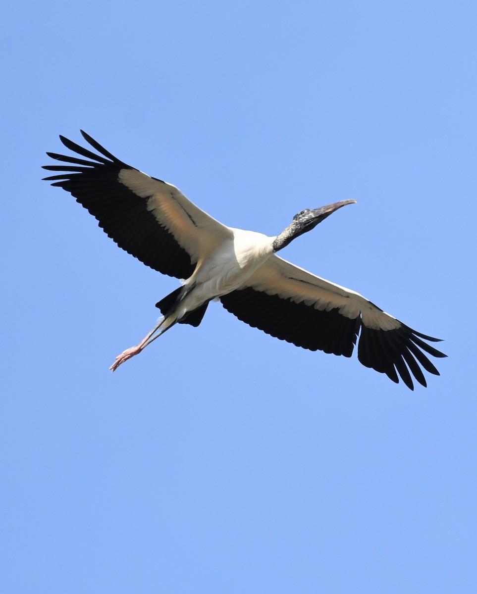 Wood Stork - Wendy N