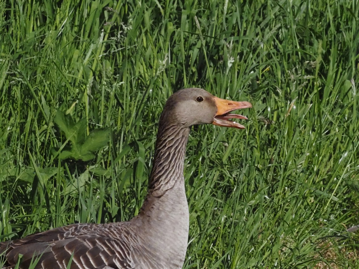 Graylag Goose - Guillermo Parral Aguilar