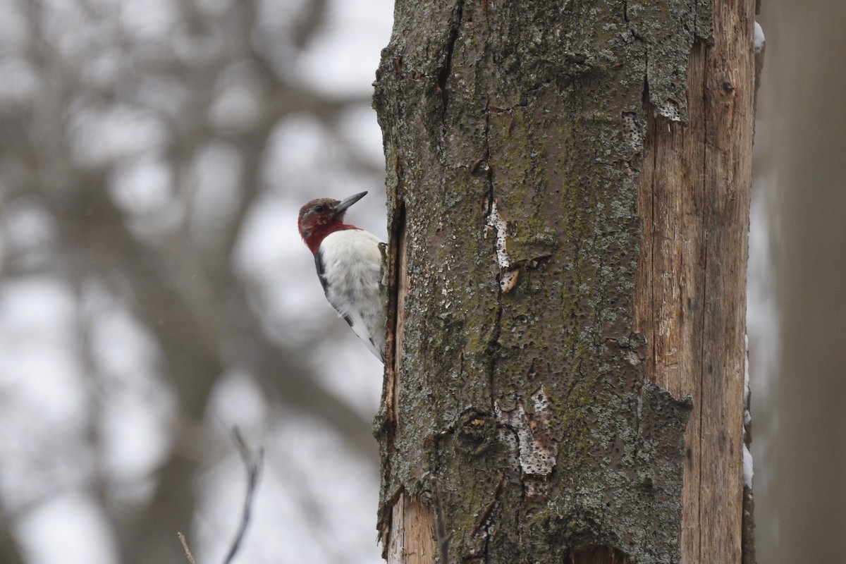 Red-headed Woodpecker - Landon Roberts