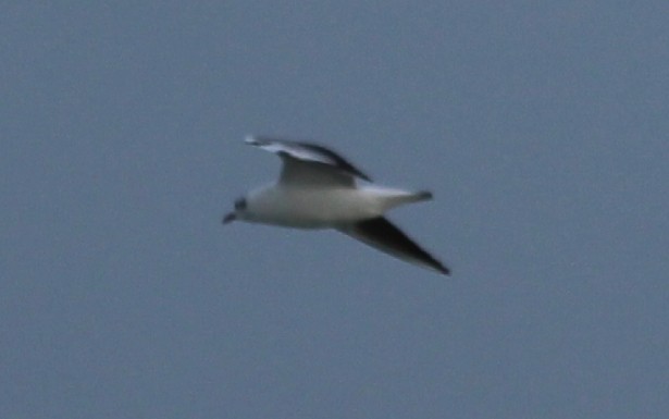 Black-headed Gull - ML619091552