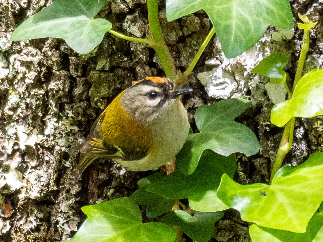 Madeira Firecrest - ML619091565