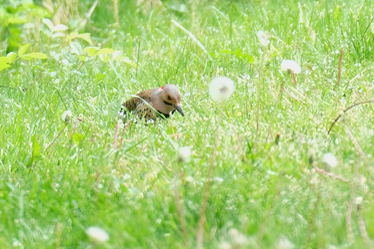 Northern Flicker - ML619091567