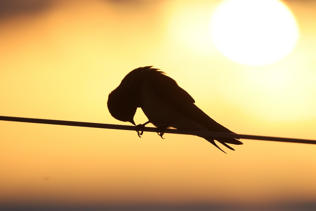 Barn Swallow - michiel van den bergh