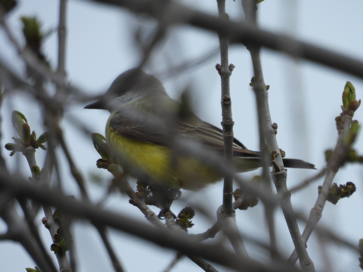 Western Kingbird - Paolo Matteucci