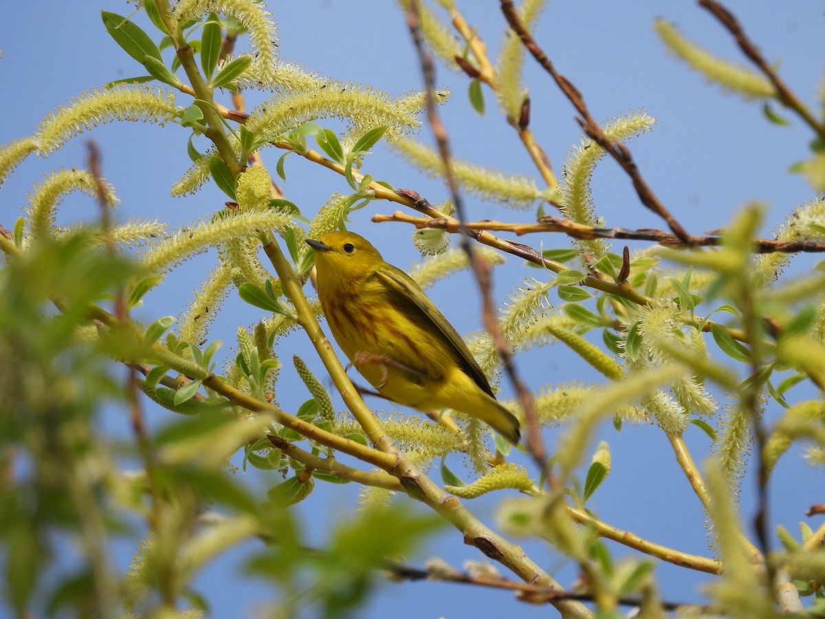 Yellow Warbler - Paolo Matteucci