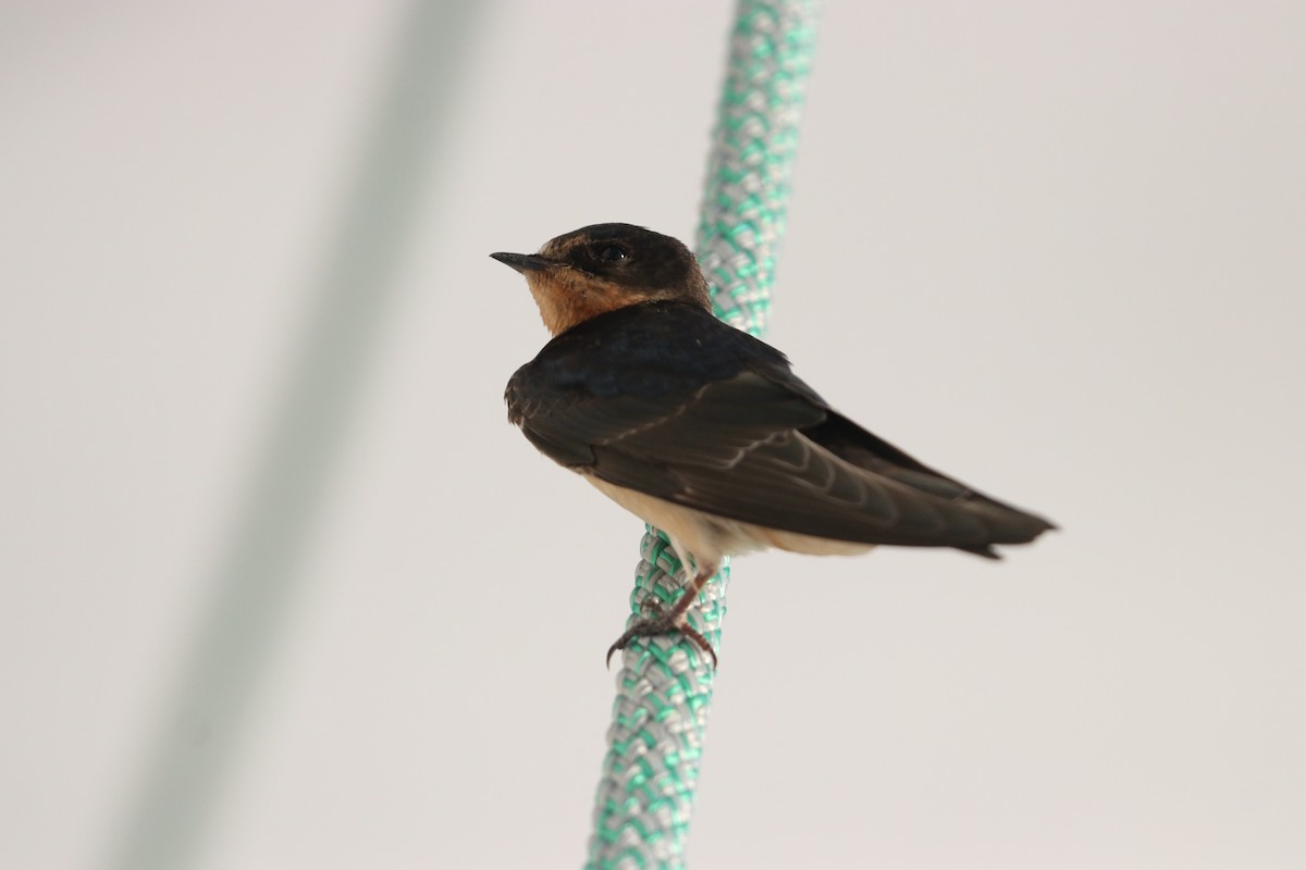 Barn Swallow - ML619091590
