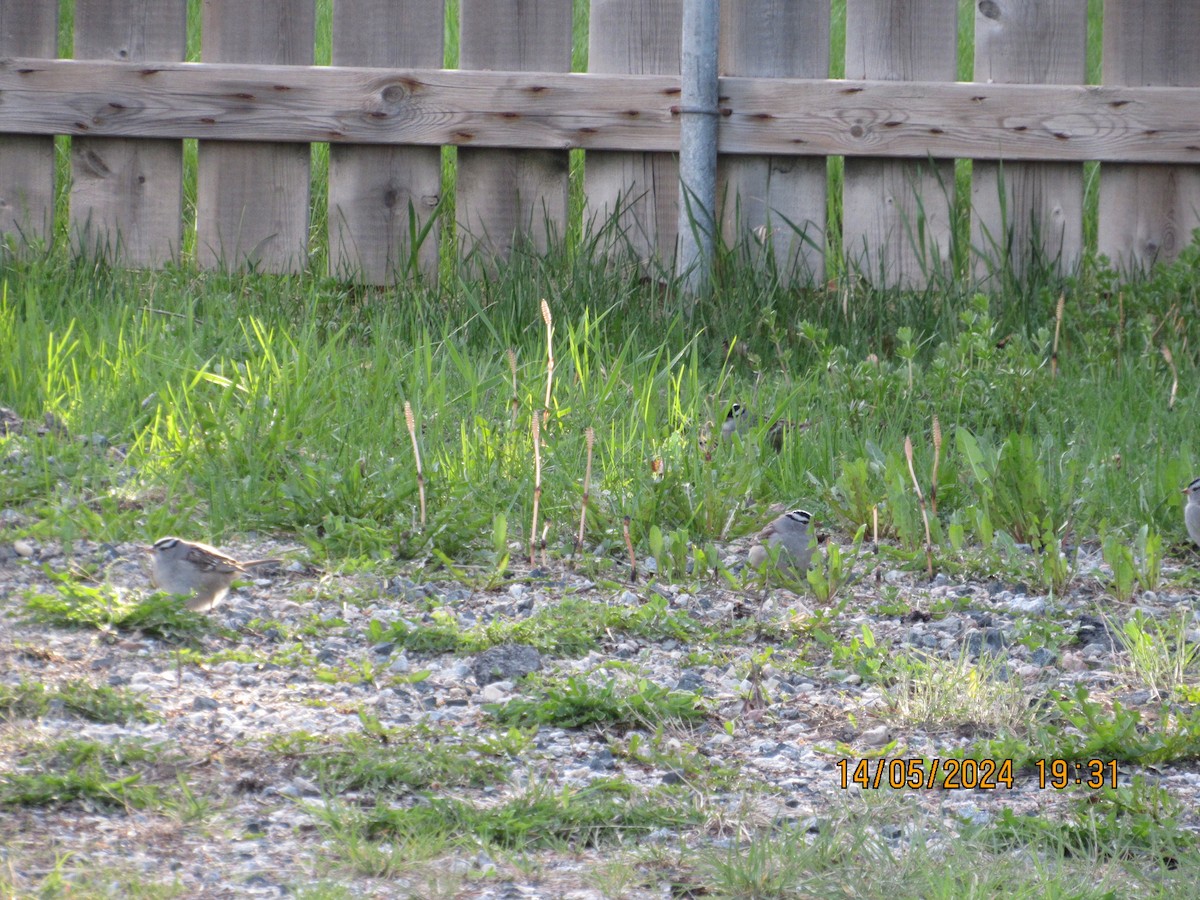 White-crowned Sparrow - Jim McKay