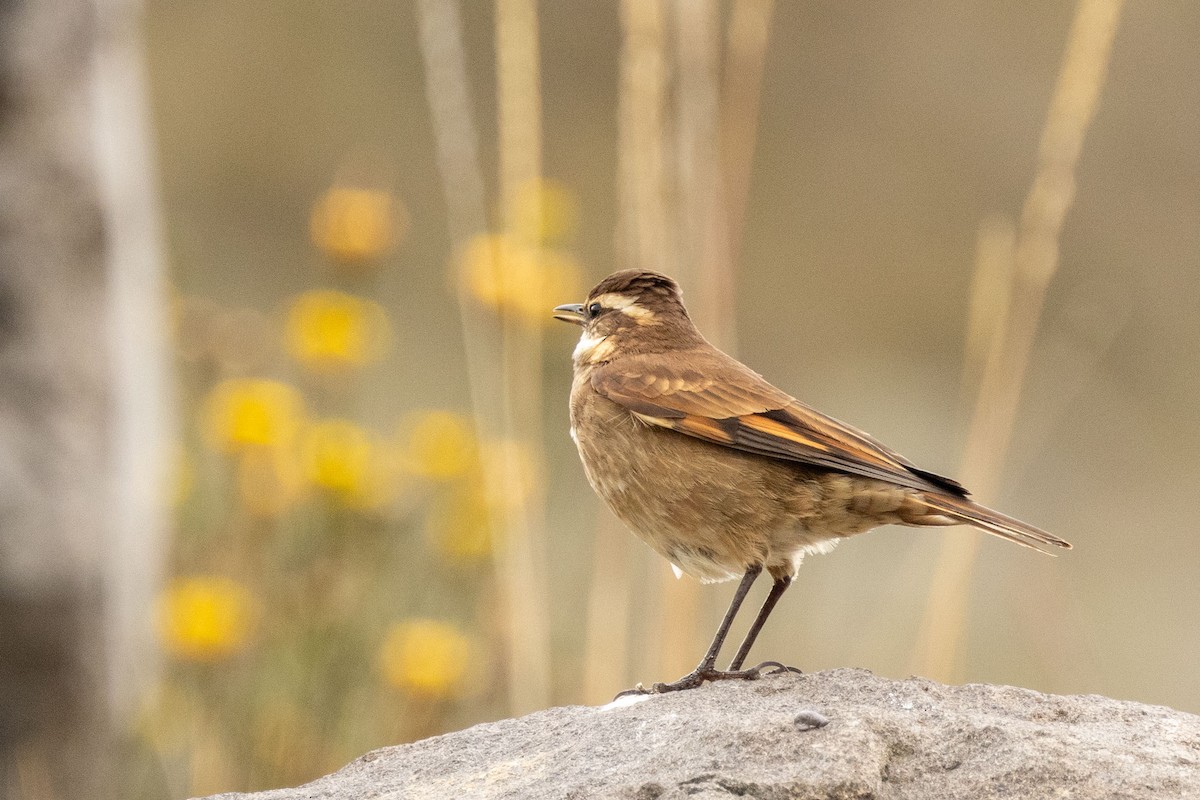 Chestnut-winged Cinclodes - Celesta von Chamier