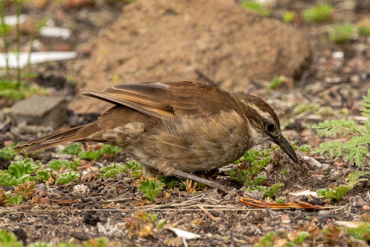 Stout-billed Cinclodes - Celesta von Chamier