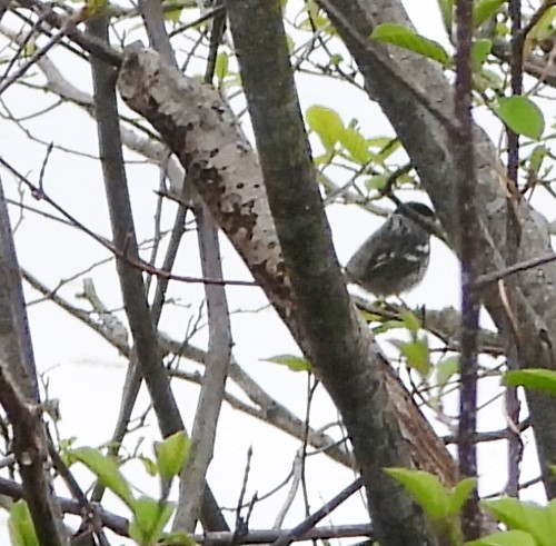 Blackpoll Warbler - alan murray