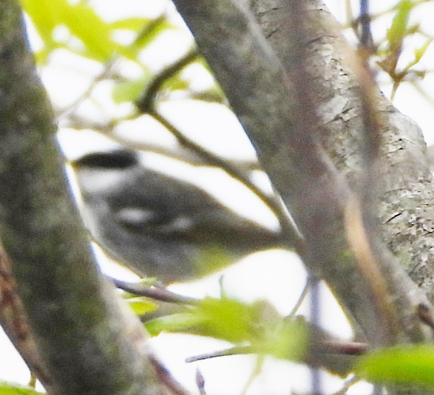Blackpoll Warbler - alan murray