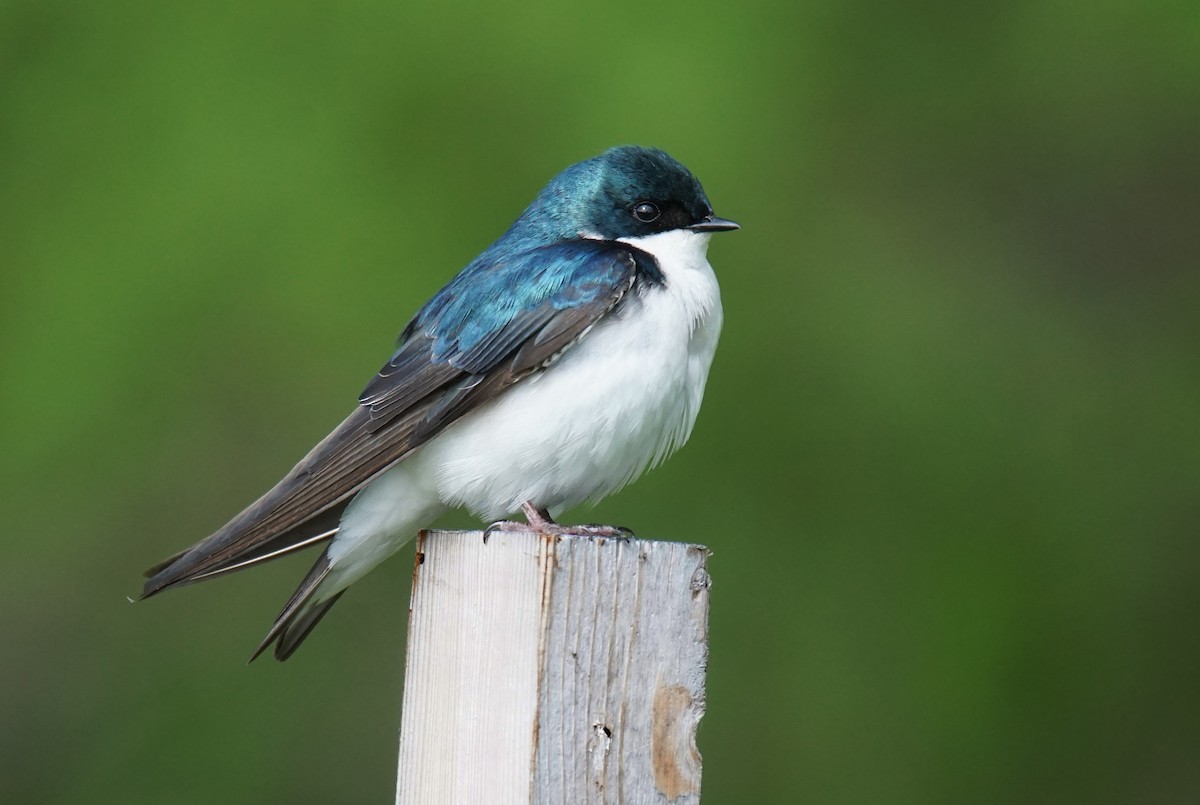 Tree Swallow - ML619091627