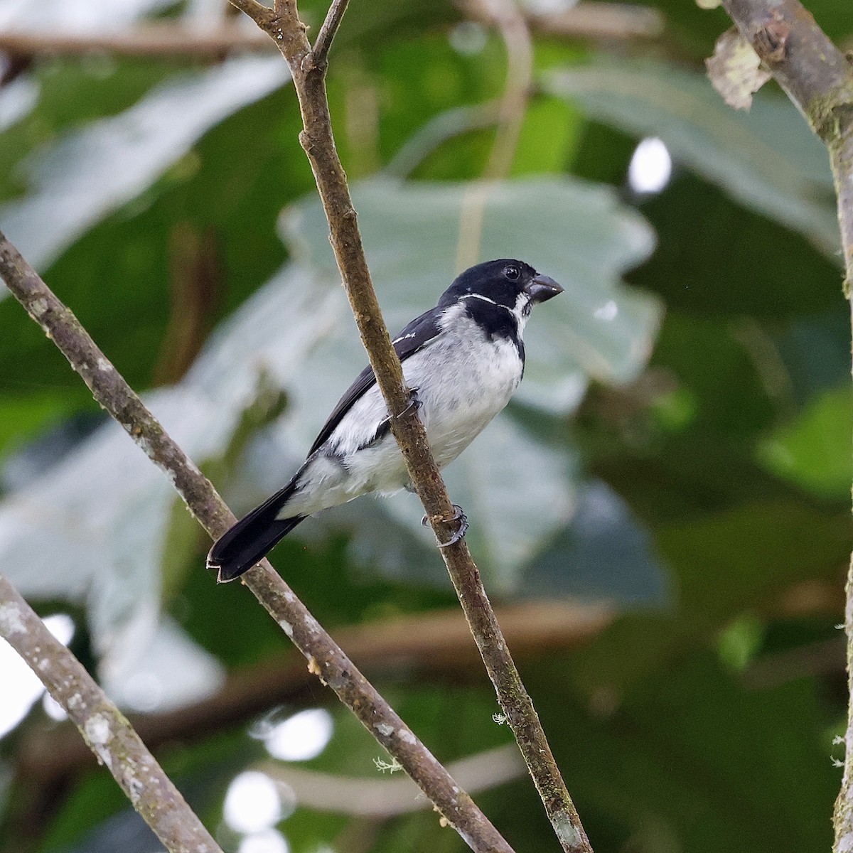 Wing-barred Seedeater - Joe Grzybowski