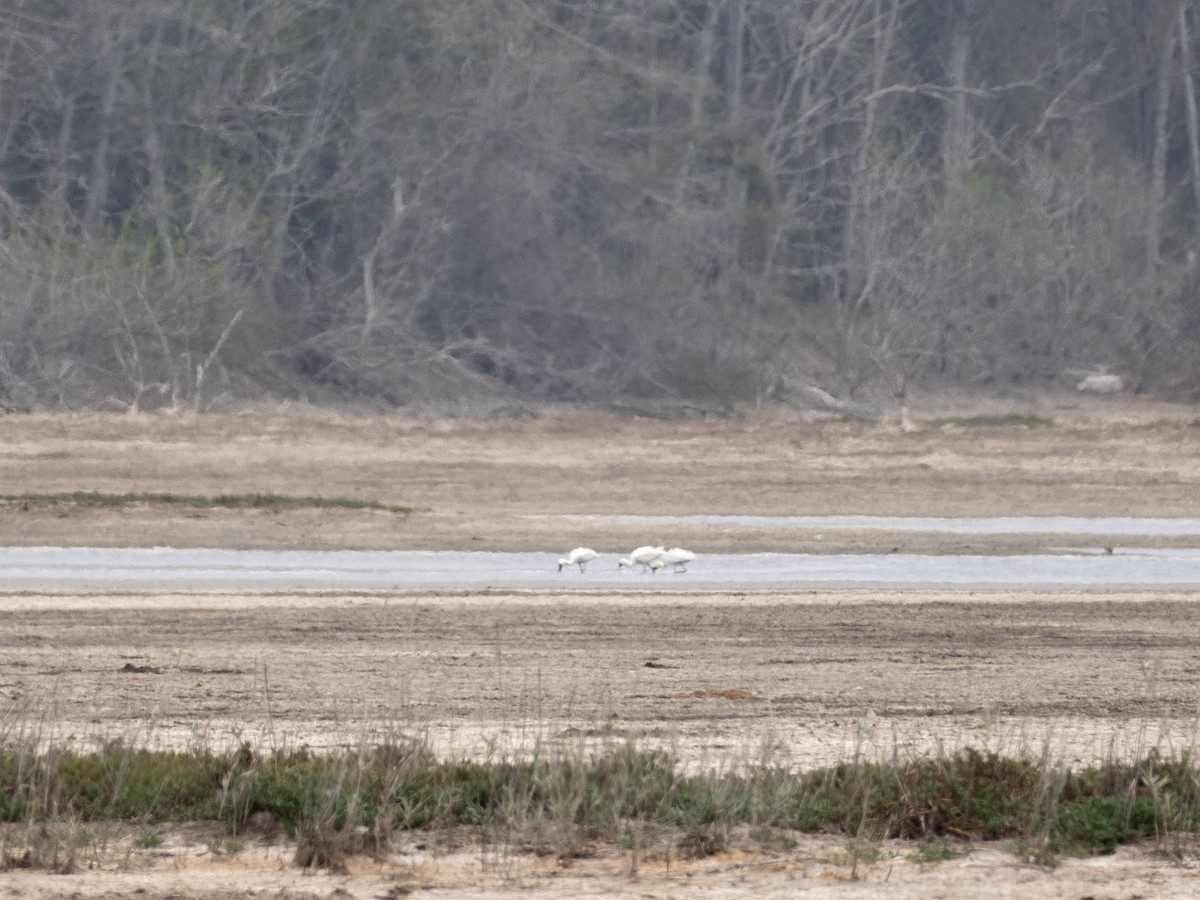 Black-faced Spoonbill - Rachael Kaiser