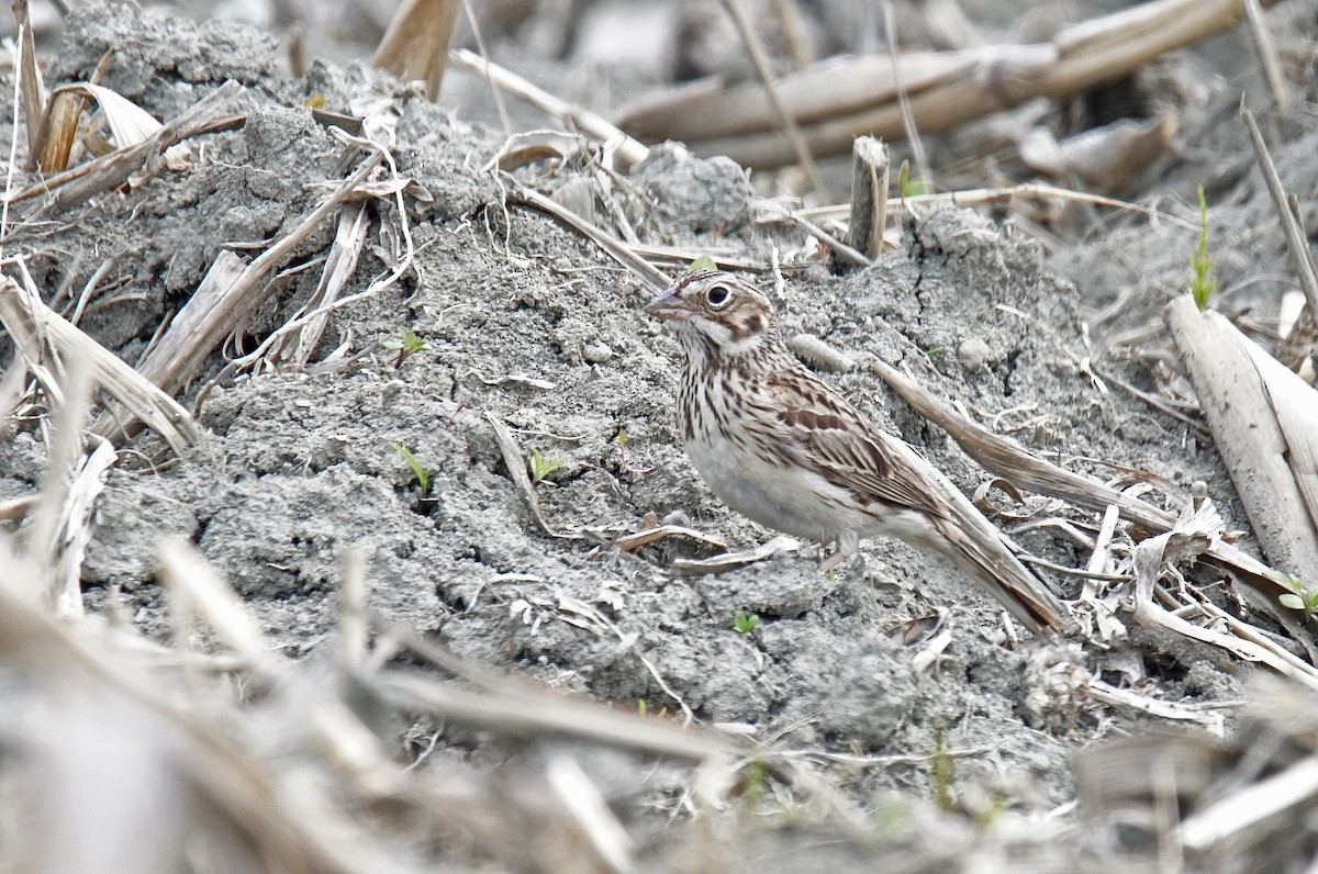 Vesper Sparrow - ML619091659