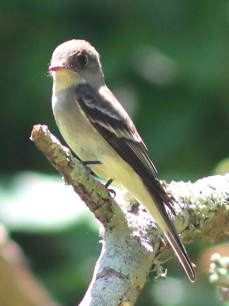 Eastern Wood-Pewee - Phillip Wallace