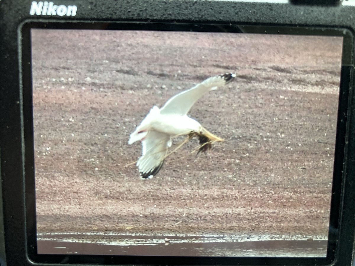 Herring Gull - ML619091685